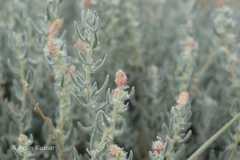 Krascheninnikovia ceratoides